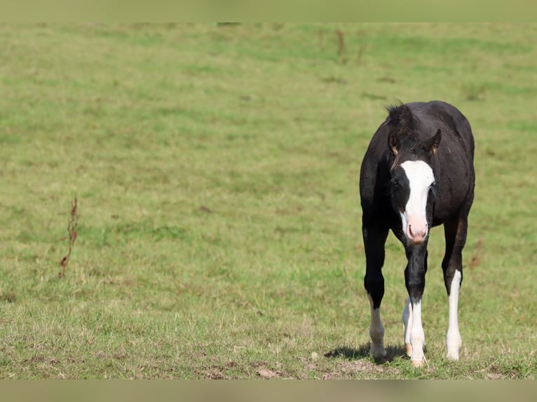 American Quarter Horse Hengst Fohlen (05/2025) 150 cm Dunkelbrauner in Hellenthal