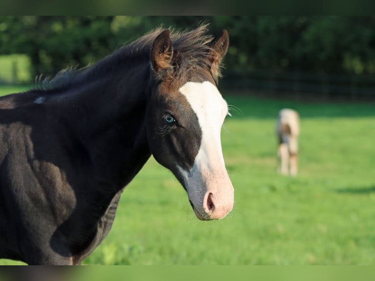 American Quarter Horse Hengst Fohlen (05/2025) 150 cm Dunkelbrauner in Hellenthal