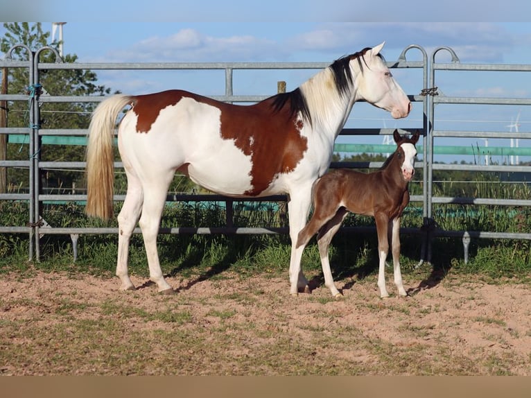 American Quarter Horse Hengst Fohlen (05/2025) 150 cm Dunkelbrauner in Hellenthal