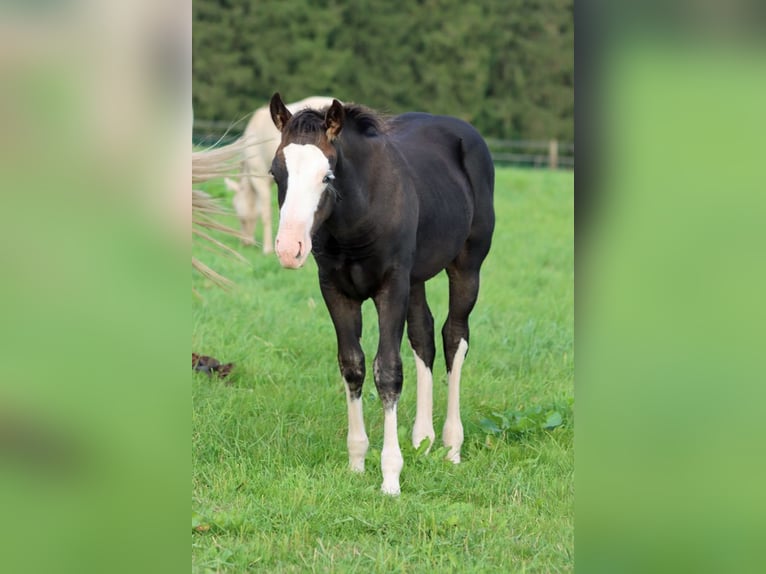 American Quarter Horse Hengst Fohlen (05/2025) 150 cm Dunkelbrauner in Hellenthal
