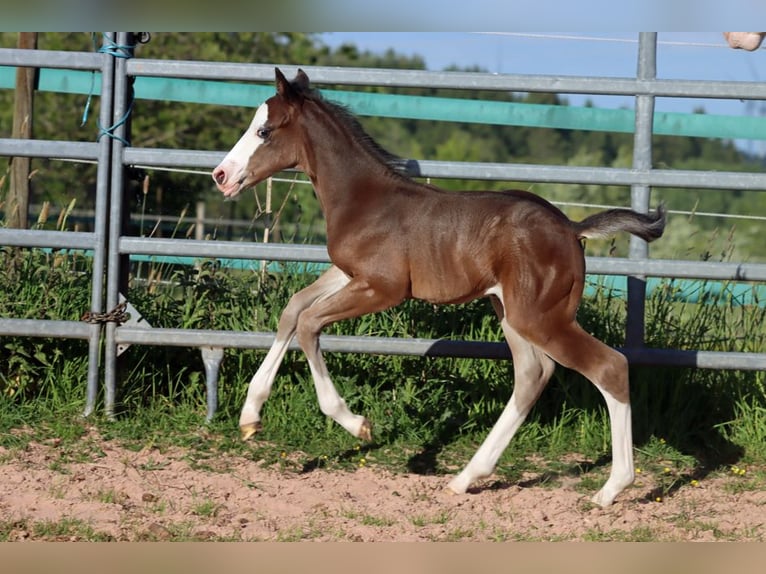 American Quarter Horse Hengst Fohlen (05/2025) 150 cm Dunkelbrauner in Hellenthal