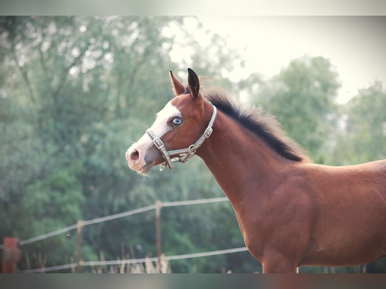 American Quarter Horse Hengst Fohlen (04/2026) 150 cm Dunkelbrauner in Pilsting