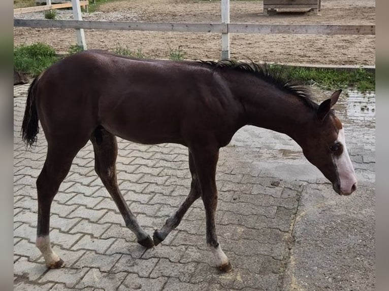 American Quarter Horse Hengst Fohlen (04/2026) 150 cm Dunkelbrauner in Pilsting