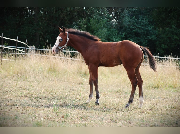 American Quarter Horse Hengst Fohlen (04/2026) 150 cm Dunkelbrauner in Pilsting