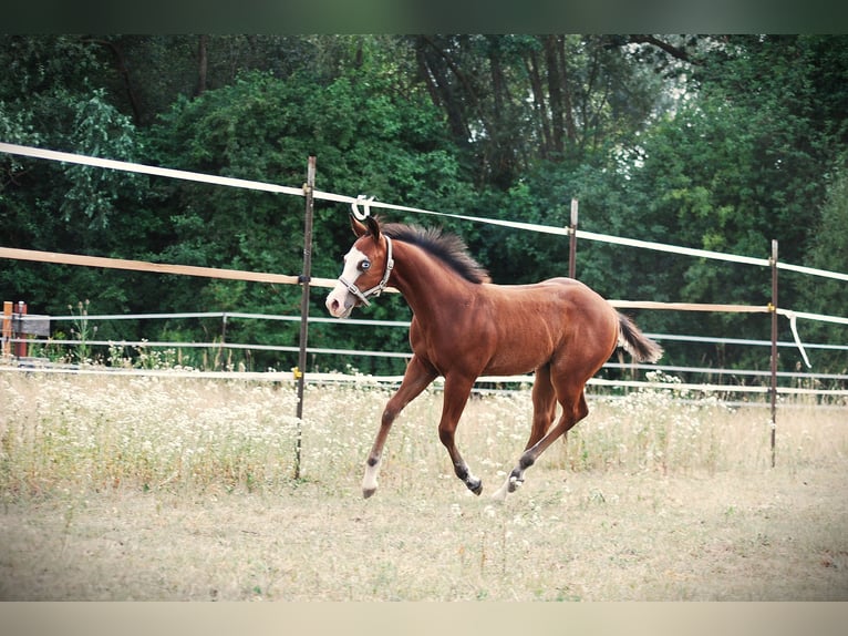 American Quarter Horse Hengst Fohlen (04/2026) 150 cm Dunkelbrauner in Pilsting