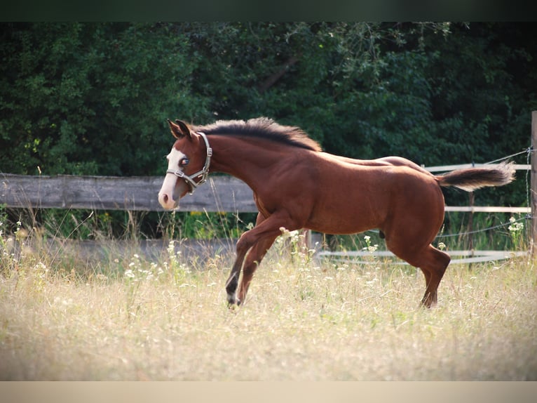 American Quarter Horse Hengst Fohlen (04/2026) 150 cm Dunkelbrauner in Pilsting
