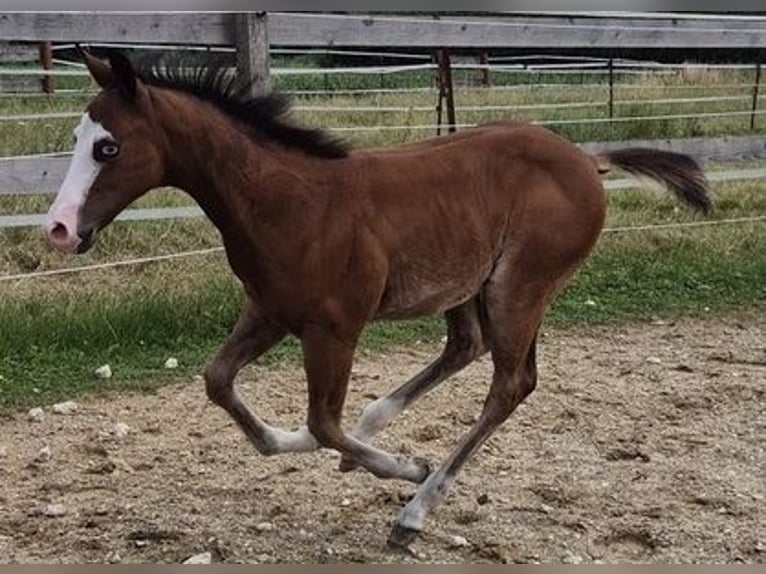 American Quarter Horse Hengst Fohlen (04/2026) 150 cm Dunkelbrauner in Pilsting