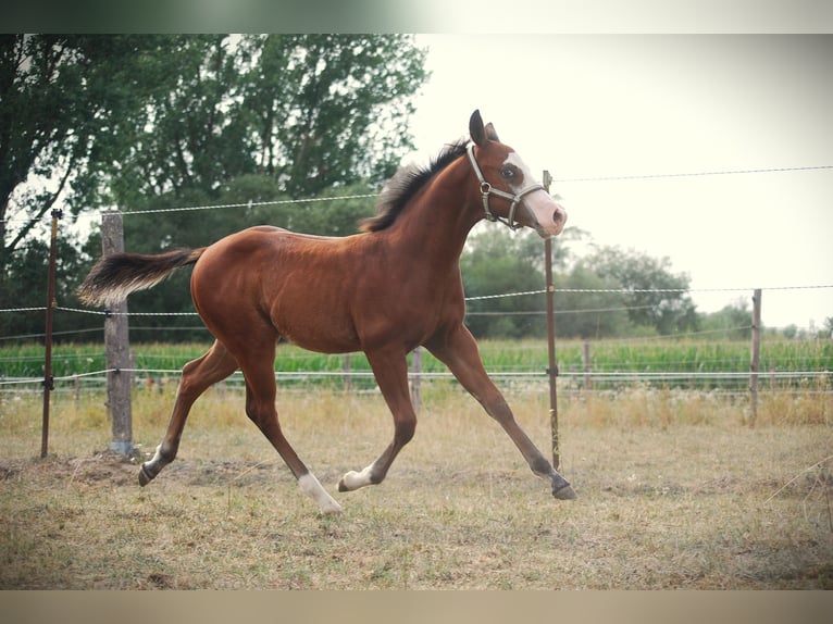 American Quarter Horse Hengst Fohlen (04/2026) 150 cm Dunkelbrauner in Pilsting