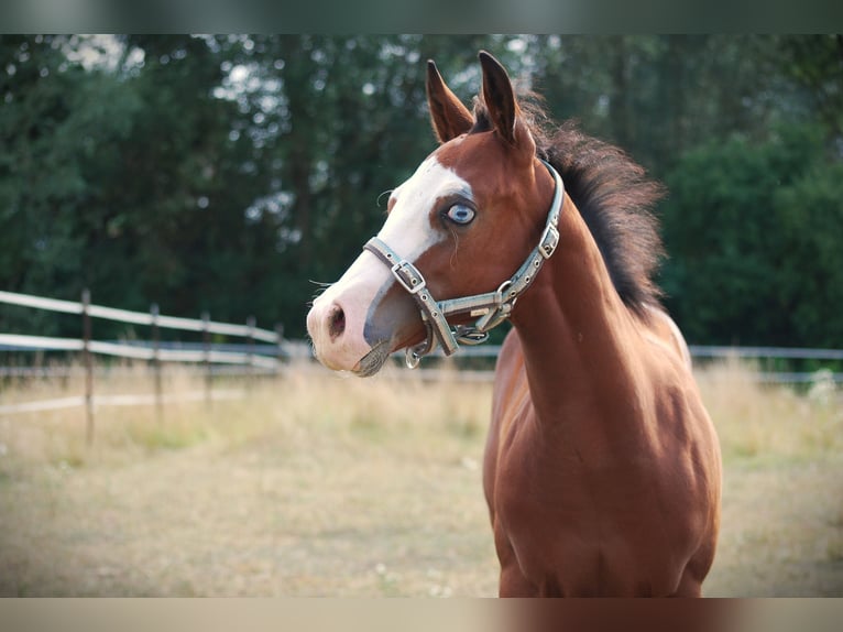 American Quarter Horse Hengst Fohlen (04/2026) 150 cm Dunkelbrauner in Pilsting