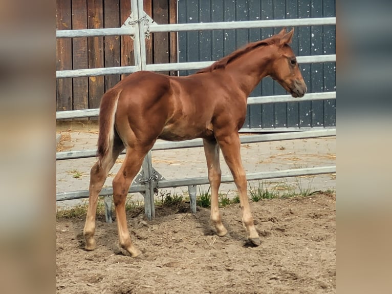 American Quarter Horse Hengst Fohlen (05/2025) 150 cm Dunkelfuchs in Bocholt