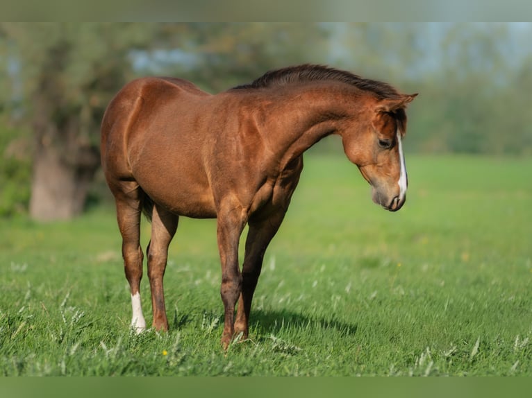 American Quarter Horse Hengst Fohlen (01/2026) 150 cm Dunkelfuchs in Korzyścienko