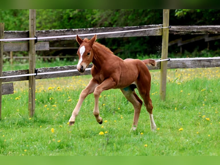 American Quarter Horse Hengst Fohlen (04/2026) 150 cm Fuchs in Berschweiler