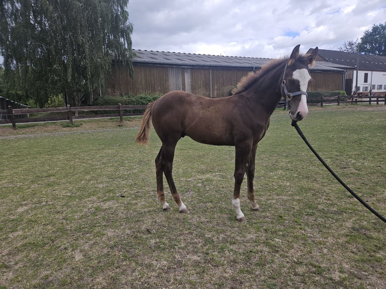 American Quarter Horse Hengst Fohlen (05/2026) 150 cm Fuchs in Bergkamen