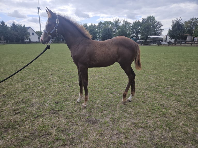 American Quarter Horse Hengst Fohlen (05/2026) 150 cm Fuchs in Bergkamen