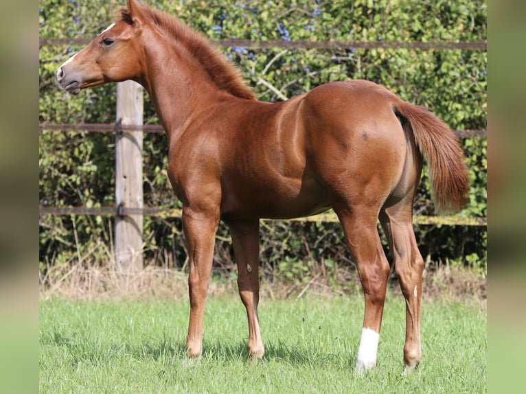 American Quarter Horse Hengst Fohlen (04/2026) 150 cm Fuchs in Wardenburg