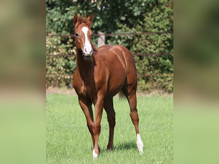 American Quarter Horse Hengst Fohlen (04/2026) 150 cm Fuchs in Wardenburg