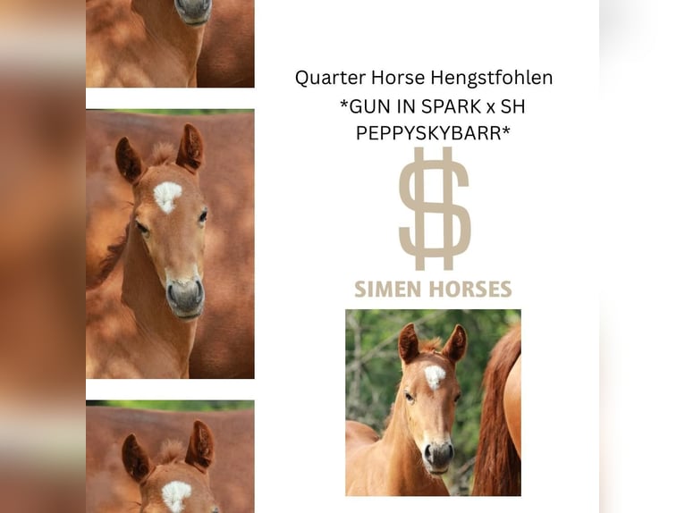American Quarter Horse Hengst  150 cm Fuchs in Steinen