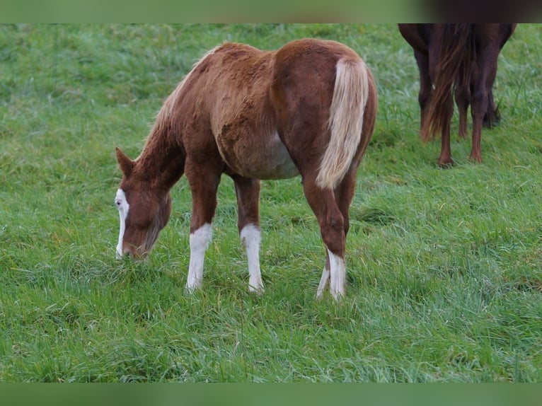 American Quarter Horse Hengst Fohlen (04/2024) 150 cm Fuchs in Steinsberg