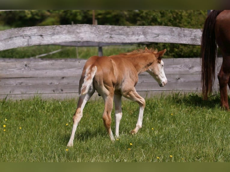 American Quarter Horse Hengst Fohlen (04/2024) 150 cm Fuchs in Steinsberg