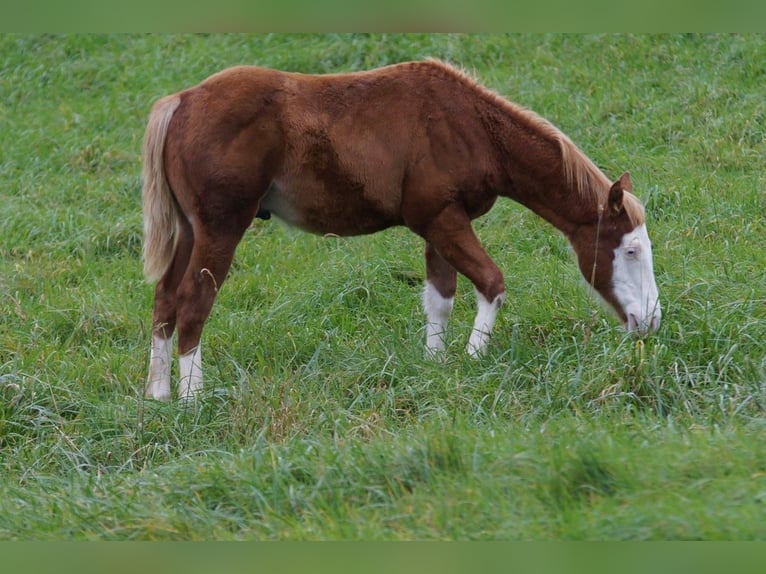 American Quarter Horse Hengst Fohlen (04/2024) 150 cm Fuchs in Steinsberg