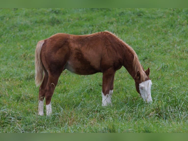 American Quarter Horse Hengst Fohlen (04/2024) 150 cm Fuchs in Steinsberg