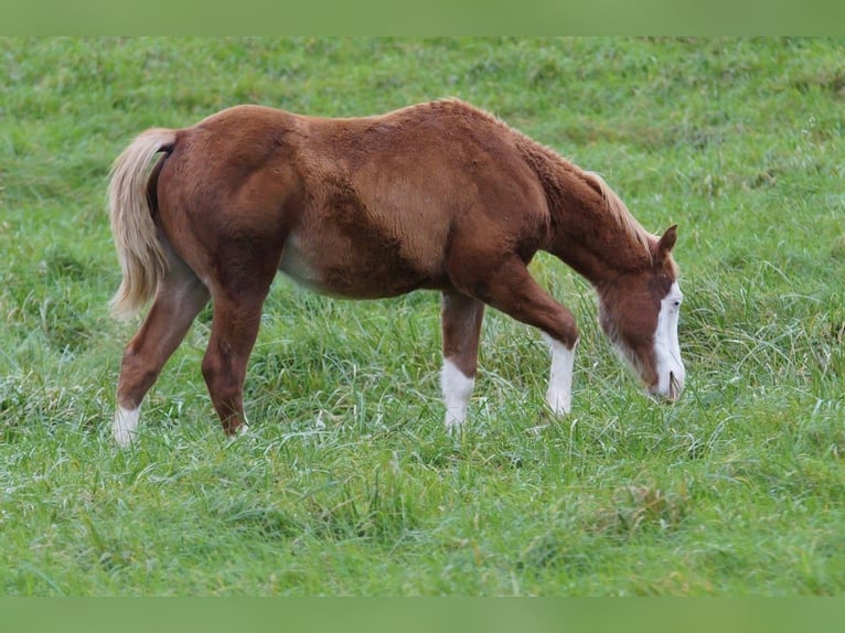 American Quarter Horse Hengst Fohlen (04/2024) 150 cm Fuchs in Steinsberg