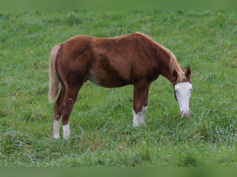 American Quarter Horse Hengst Fohlen (04/2024) 150 cm Fuchs in Steinsberg