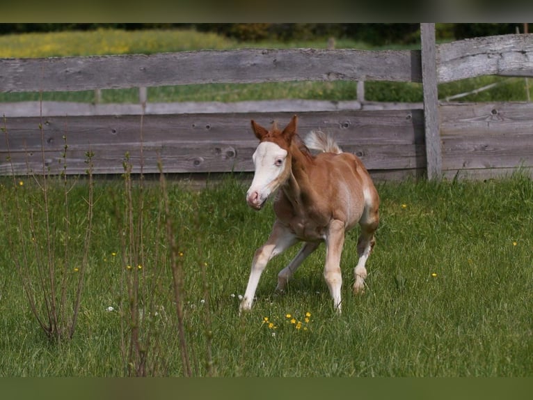 American Quarter Horse Hengst Fohlen (04/2024) 150 cm Fuchs in Steinsberg