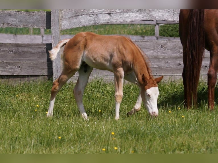 American Quarter Horse Hengst Fohlen (04/2024) 150 cm Fuchs in Steinsberg