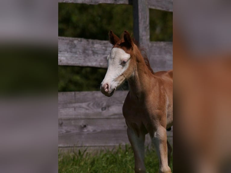 American Quarter Horse Hengst Fohlen (04/2024) 150 cm Fuchs in Steinsberg