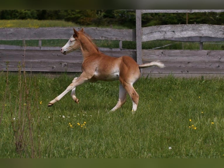 American Quarter Horse Hengst Fohlen (04/2024) 150 cm Fuchs in Steinsberg