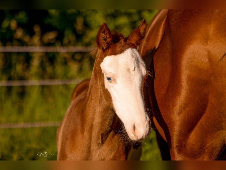 American Quarter Horse Hengst Fohlen (06/2026) 150 cm Overo-alle-Farben in Ensdorf