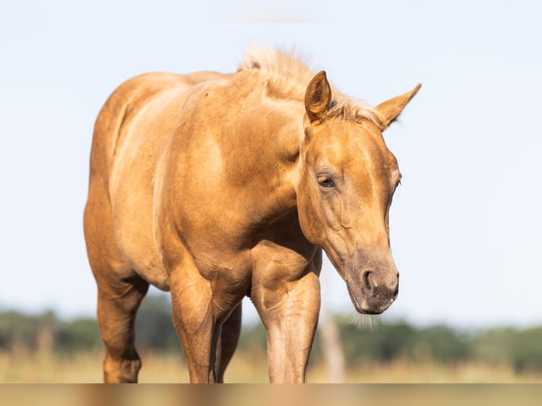American Quarter Horse Hengst Fohlen (05/2026) 150 cm Palomino in Brandenburg an der Havel