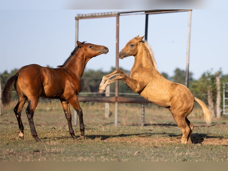 American Quarter Horse Hengst Fohlen (05/2026) 150 cm Palomino in Brandenburg an der Havel