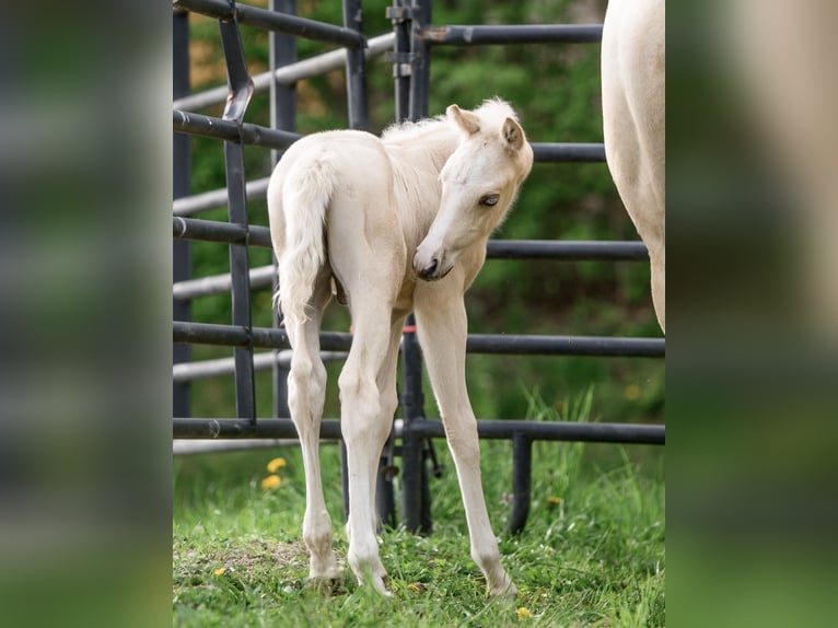 American Quarter Horse Hengst Fohlen (05/2025) 150 cm Palomino in New Holland