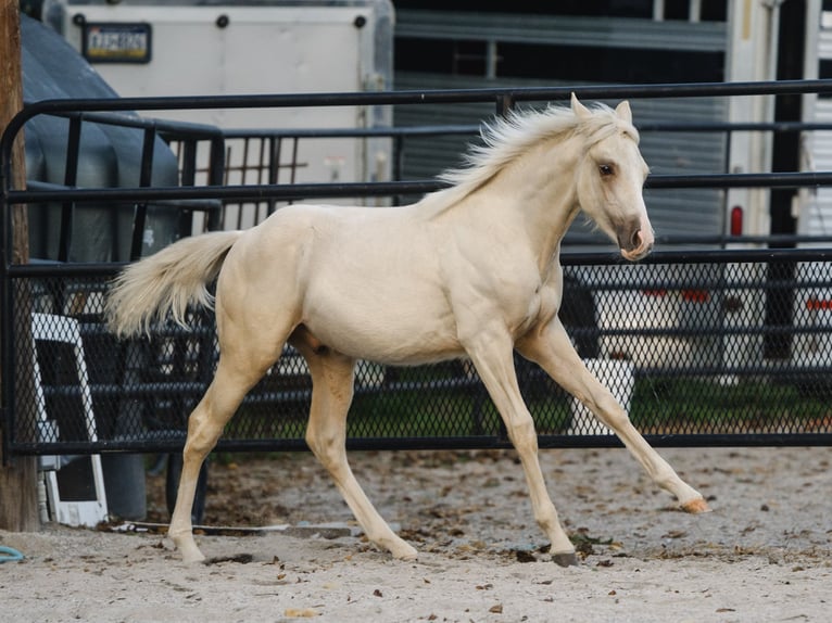 American Quarter Horse Hengst Fohlen (05/2025) 150 cm Palomino in New Holland