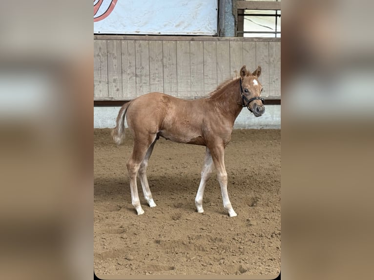 American Quarter Horse Hengst Fohlen (02/2025) 150 cm Palomino in Schwalmtal