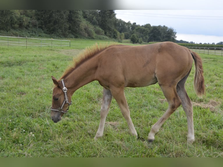 American Quarter Horse Hengst Fohlen (05/2024) 150 cm Palomino in Burgkirchen