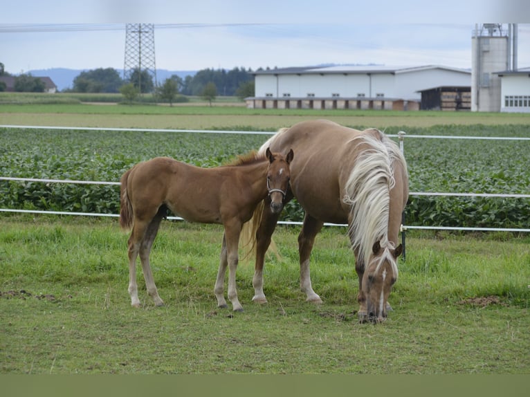 American Quarter Horse Hengst Fohlen (05/2024) 150 cm Palomino in Burgkirchen