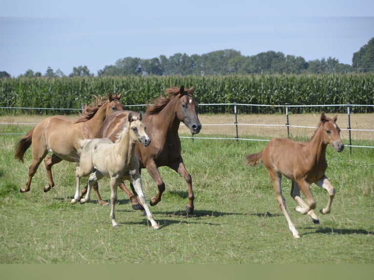 American Quarter Horse Hengst Fohlen (05/2024) 150 cm Palomino in Burgkirchen