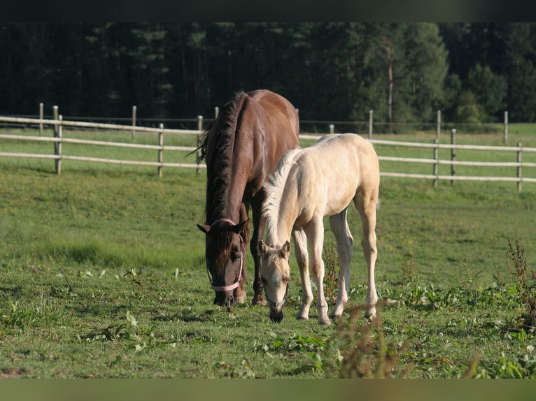 American Quarter Horse Hengst Fohlen (06/2024) 150 cm Palomino in Köglitz