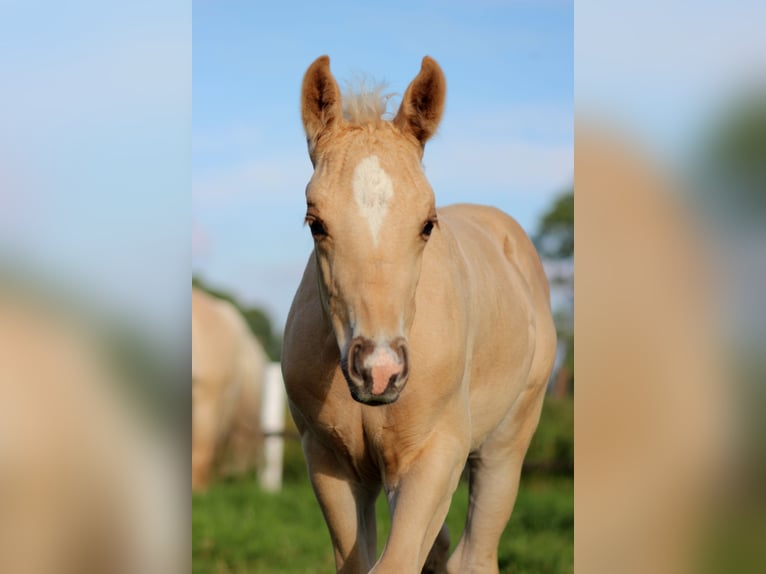 American Quarter Horse Hengst  150 cm Palomino in Stade