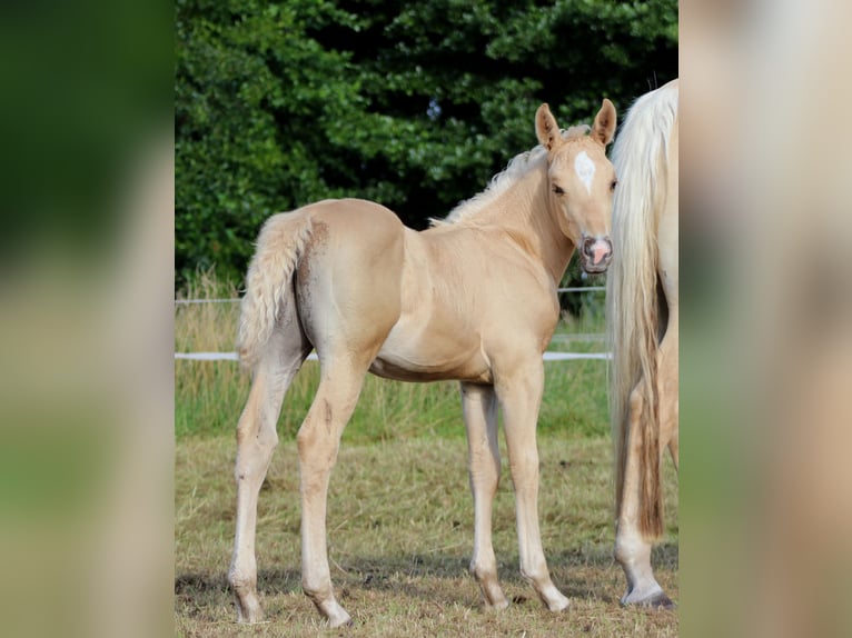 American Quarter Horse Hengst  150 cm Palomino in Stade