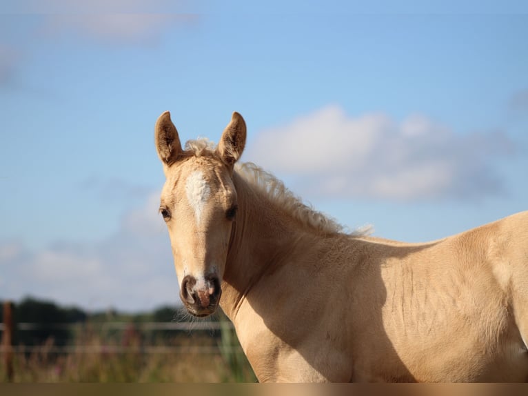 American Quarter Horse Hengst  150 cm Palomino in Stade