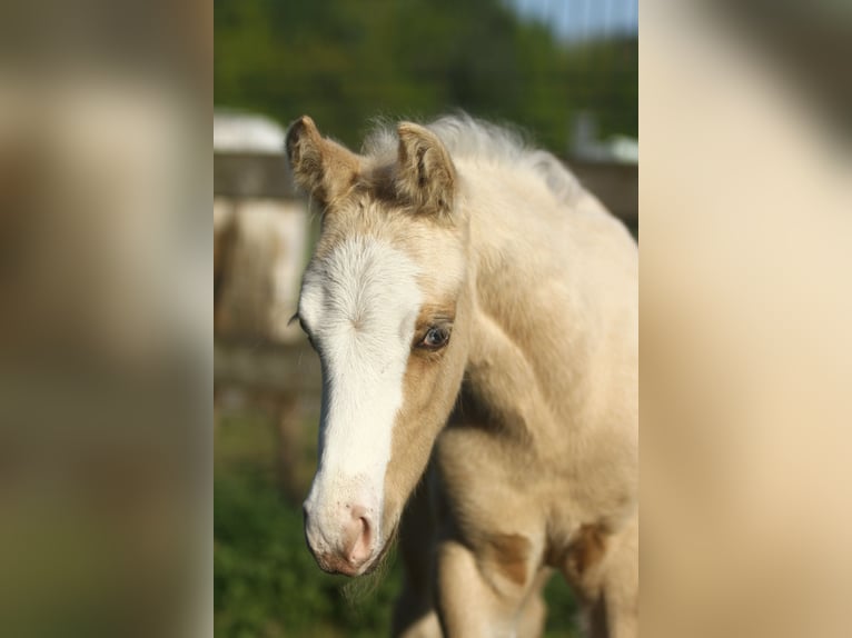 American Quarter Horse Hengst Fohlen (04/2024) 150 cm Palomino in Dessel