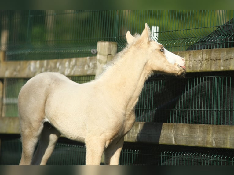American Quarter Horse Hengst Fohlen (04/2024) 150 cm Palomino in Dessel