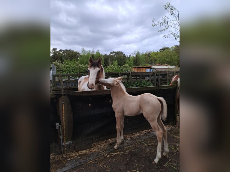 American Quarter Horse Hengst Fohlen (04/2024) 150 cm Palomino in Dessel