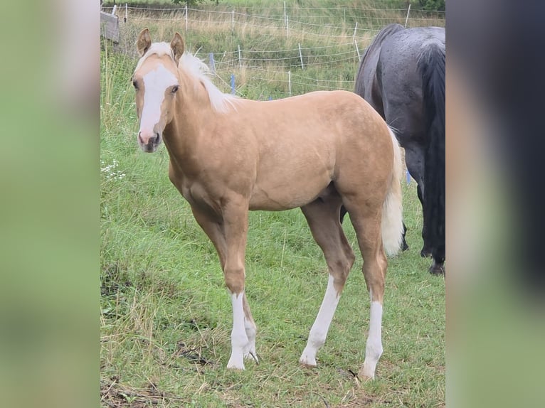 American Quarter Horse Hengst Fohlen (04/2025) 150 cm Palomino in Langenbach