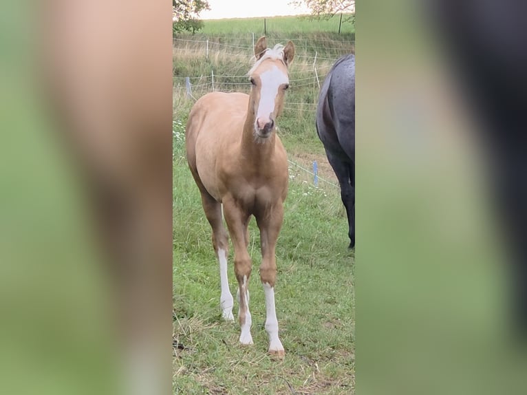 American Quarter Horse Hengst Fohlen (04/2025) 150 cm Palomino in Langenbach