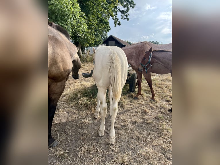 American Quarter Horse Hengst Fohlen (05/2024) 150 cm Perlino in Helmbrechts